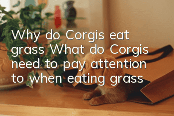 Why do Corgis eat grass? What do Corgis need to pay attention to when eating grass?