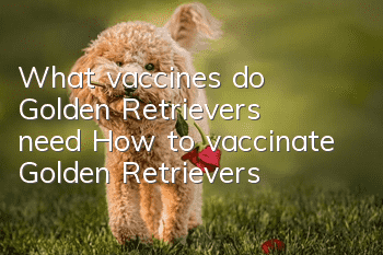What vaccines do Golden Retrievers need? How to vaccinate Golden Retrievers?