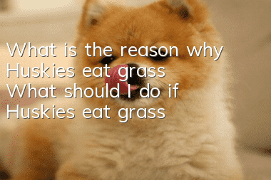 What is the reason why Huskies eat grass? What should I do if Huskies eat grass?