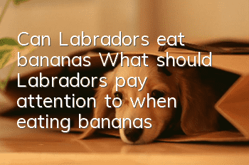 Can Labradors eat bananas? What should Labradors pay attention to when eating bananas?