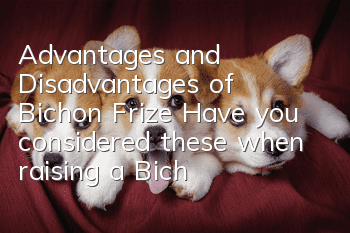 Advantages and Disadvantages of Bichon Frize Have you considered these when raising a Bichon Frize?