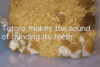 Totoro makes the sound of grinding its teeth