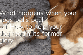 What happens when your dog’s balls peel off? How to help your dog regain its former glory?