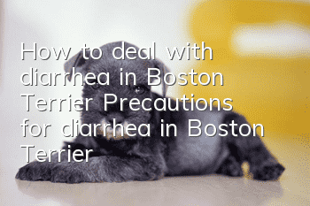 How to deal with diarrhea in Boston Terrier? Precautions for diarrhea in Boston Terrier