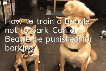 How to train a Beagle not to bark? Can a Beagle be punished for barking?