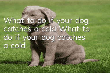 What to do if your dog catches a cold What to do if your dog catches a cold