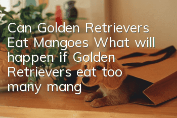 Can Golden Retrievers Eat Mangoes? What will happen if Golden Retrievers eat too many mangoes?