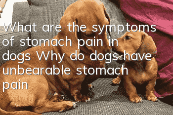 What are the symptoms of stomach pain in dogs? Why do dogs have unbearable stomach pain?