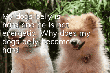 My dog’s belly is hard and he is not energetic. Why does my dog’s belly become hard?