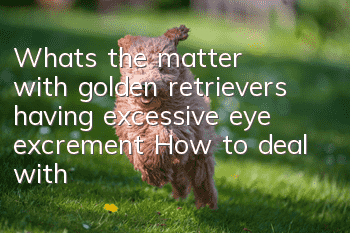 What’s the matter with golden retrievers having excessive eye excrement? How to deal with excessive eye excrement in golden retrievers?