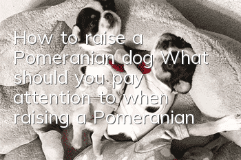 How to raise a Pomeranian dog? What should you pay attention to when raising a Pomeranian dog?