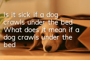 Is it sick if a dog crawls under the bed? What does it mean if a dog crawls under the bed?