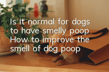 Is it normal for dogs to have smelly poop? How to improve the smell of dog poop?