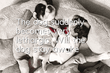 The dog suddenly becomes very lethargic. Will the dog stay awake?