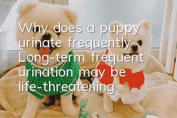 Why does a puppy urinate frequently? Long-term frequent urination may be life-threatening