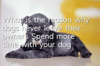 What is the reason why dogs never leave their owners? Spend more time with your dog