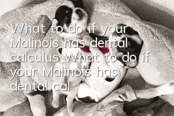 What to do if your Malinois has dental calculus What to do if your Malinois has dental calculus
