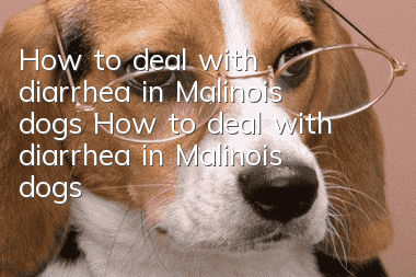 How to deal with diarrhea in Malinois dogs How to deal with diarrhea in Malinois dogs
