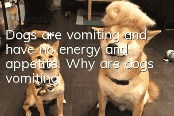 Dogs are vomiting and have no energy and appetite. Why are dogs vomiting?