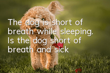 The dog is short of breath while sleeping. Is the dog short of breath and sick?