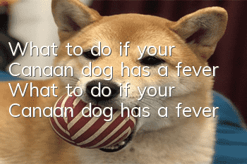 What to do if your Canaan dog has a fever What to do if your Canaan dog has a fever
