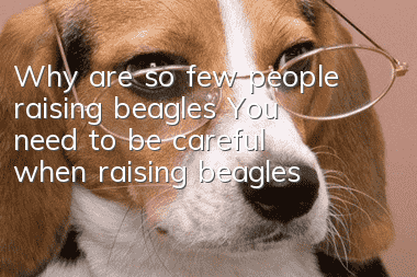 Why are so few people raising beagles? You need to be careful when raising beagles