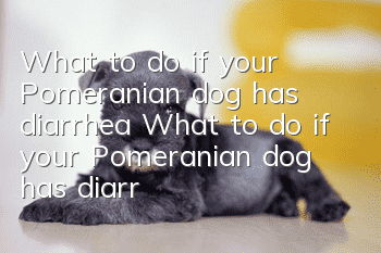What to do if your Pomeranian dog has diarrhea What to do if your Pomeranian dog has diarrhea