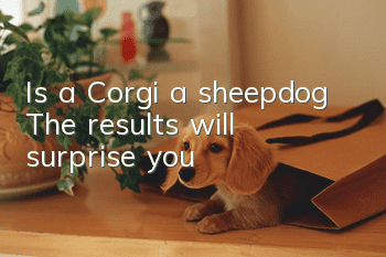 Is a Corgi a sheepdog? The results will surprise you
