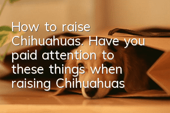 How to raise Chihuahuas. Have you paid attention to these things when raising Chihuahuas?