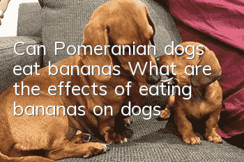 Can Pomeranian dogs eat bananas? What are the effects of eating bananas on dogs?