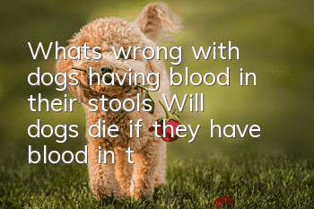 What's wrong with dogs having blood in their stools? Will dogs die if they have blood in their stools?