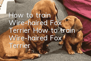 How to train Wire-haired Fox Terrier How to train Wire-haired Fox Terrier