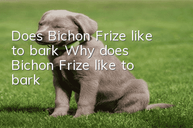 Does Bichon Frize like to bark? Why does Bichon Frize like to bark?