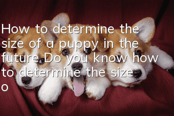 How to determine the size of a puppy in the future Do you know how to determine the size of your dog?