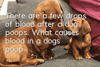 There are a few drops of blood after a dog poops. What causes blood in a dog’s poop?