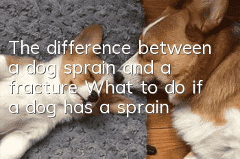 The difference between a dog sprain and a fracture What to do if a dog has a sprain
