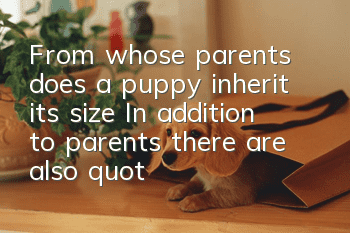 From whose parents does a puppy inherit its size? In addition to parents, there are also "third party" genetic effects.