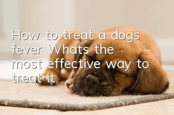 How to treat a dog’s fever? What’s the most effective way to treat it?