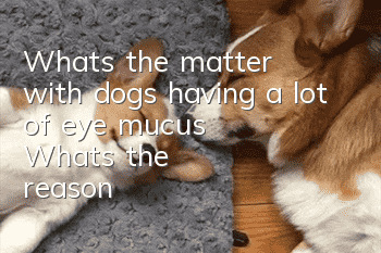 What's the matter with dogs having a lot of eye mucus? What's the reason?