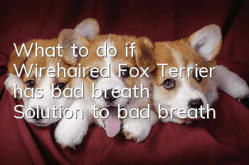 What to do if Wirehaired Fox Terrier has bad breath? Solution to bad breath