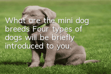 What are the mini dog breeds? Four types of dogs will be briefly introduced to you.