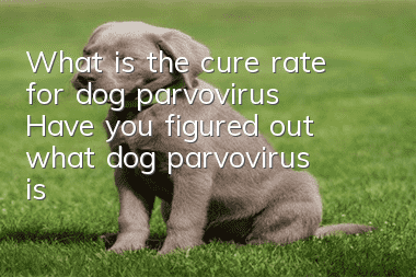 What is the cure rate for dog parvovirus? Have you figured out what dog parvovirus is?