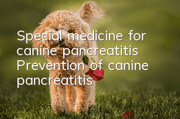 Special medicine for canine pancreatitis Prevention of canine pancreatitis