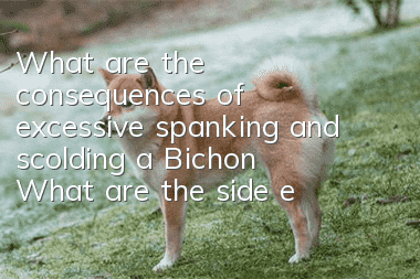 What are the consequences of excessive spanking and scolding a Bichon? What are the side effects of beating and scolding a Bichon?