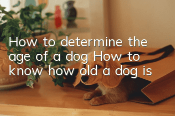 How to determine the age of a dog How to know how old a dog is?