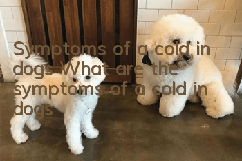 Symptoms of a cold in dogs What are the symptoms of a cold in dogs
