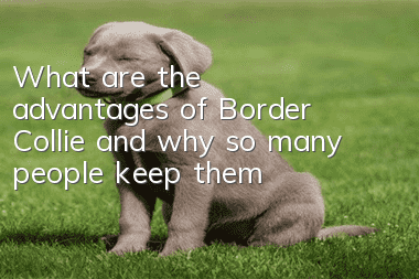 What are the advantages of Border Collie and why so many people keep them?