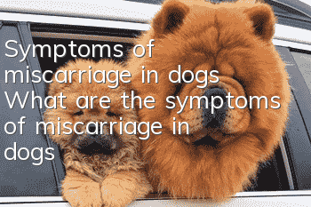 Symptoms of miscarriage in dogs What are the symptoms of miscarriage in dogs?