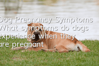 Dog Pregnancy Symptoms What symptoms do dogs experience when they are pregnant?
