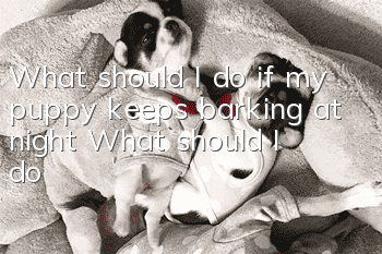 What should I do if my puppy keeps barking at night? What should I do?